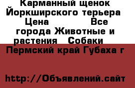 Карманный щенок Йоркширского терьера › Цена ­ 30 000 - Все города Животные и растения » Собаки   . Пермский край,Губаха г.